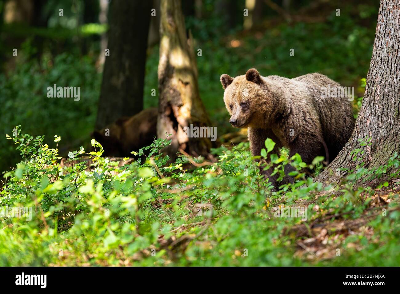 Maestoso orso bruno alla ricerca di cibo nella soleggiata foresta estiva Foto Stock