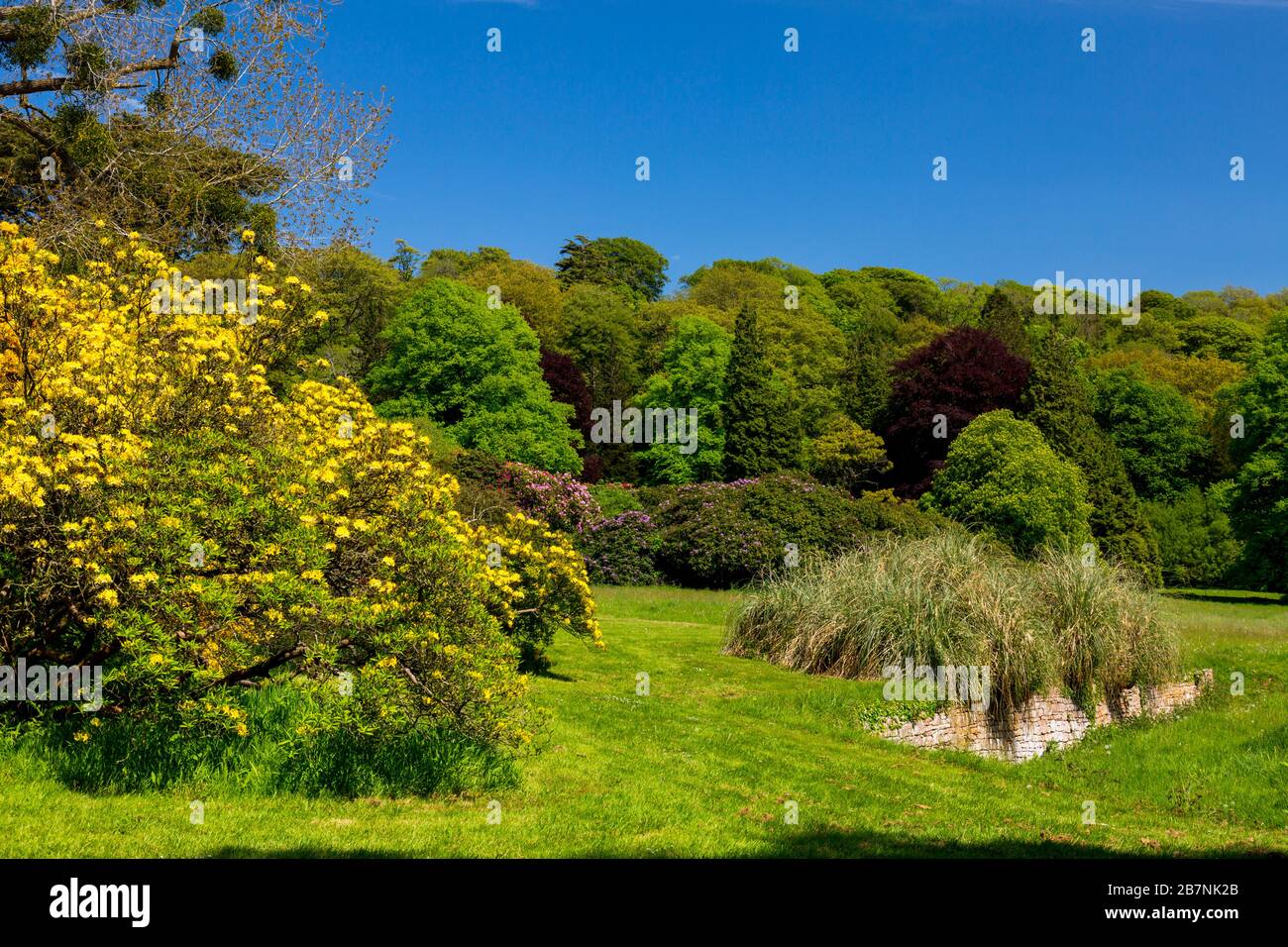 Una colorata esposizione di azalee e rododendri in fiore a Tyntesfield House, nr Wraxall, North Somerset, Inghilterra, Regno Unito Foto Stock