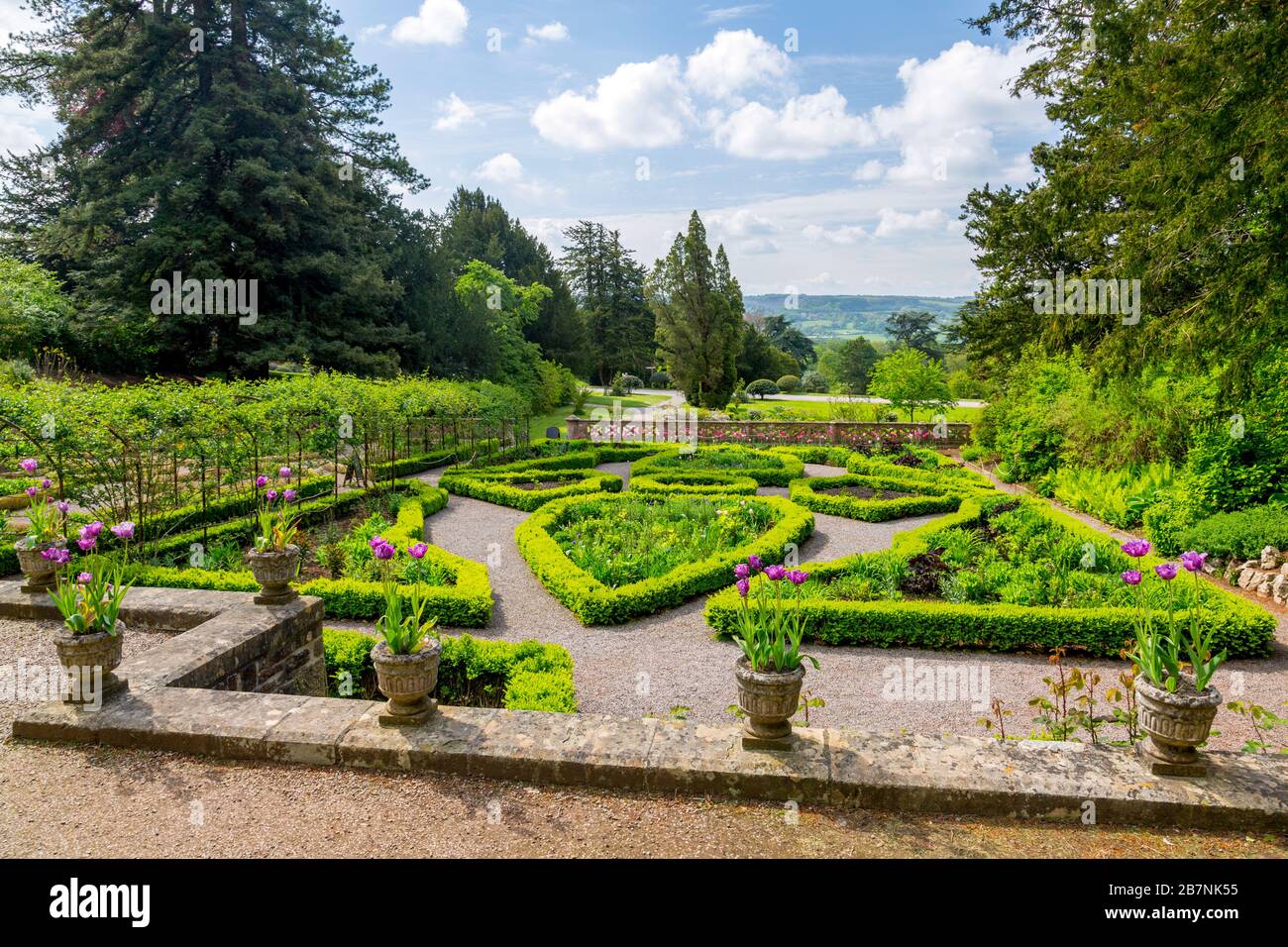 Una colorata esposizione di lampadine primaverili nel Rose Garden a Tyntesfield House, nr Wraxall, North Somerset, Inghilterra, Regno Unito Foto Stock