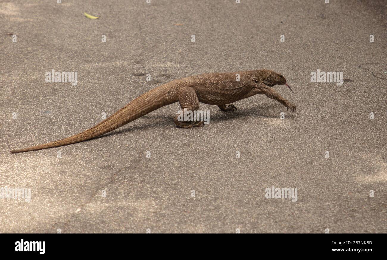 Monitor Lizard nuvolato visto nei Giardini Botanici di Singapore. Foto Stock