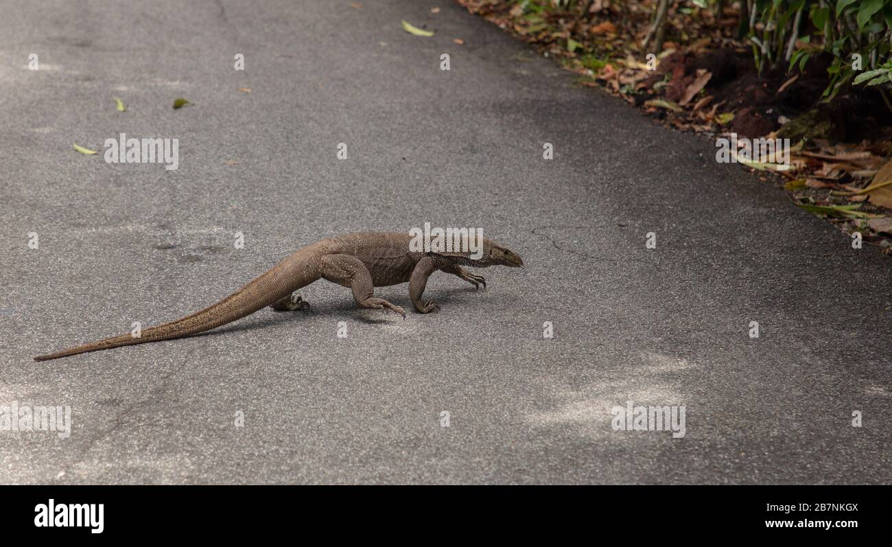 Monitor Lizard nuvolato visto nei Giardini Botanici di Singapore. Foto Stock