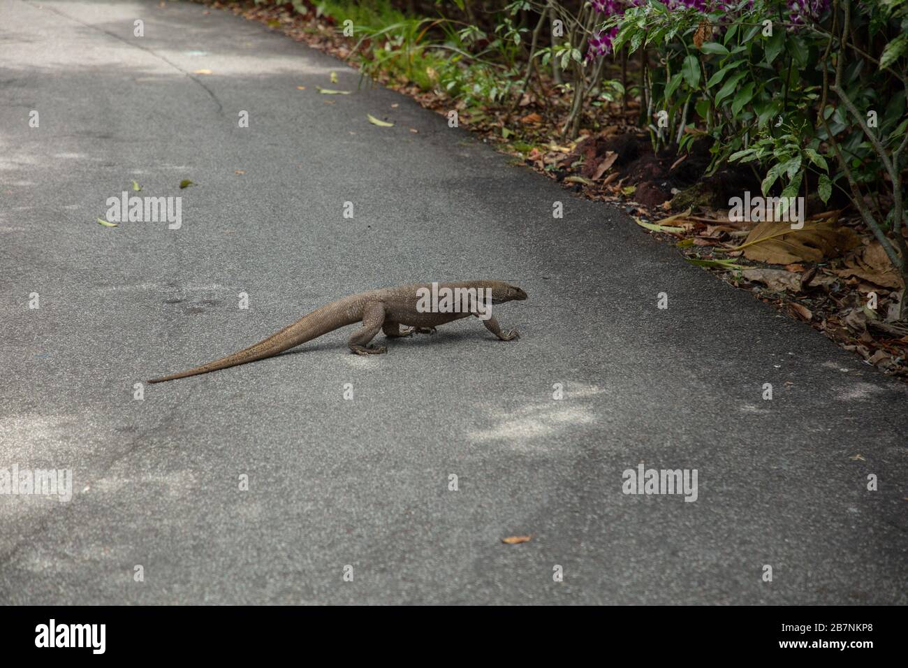 Monitor Lizard nuvolato visto nei Giardini Botanici di Singapore. Foto Stock