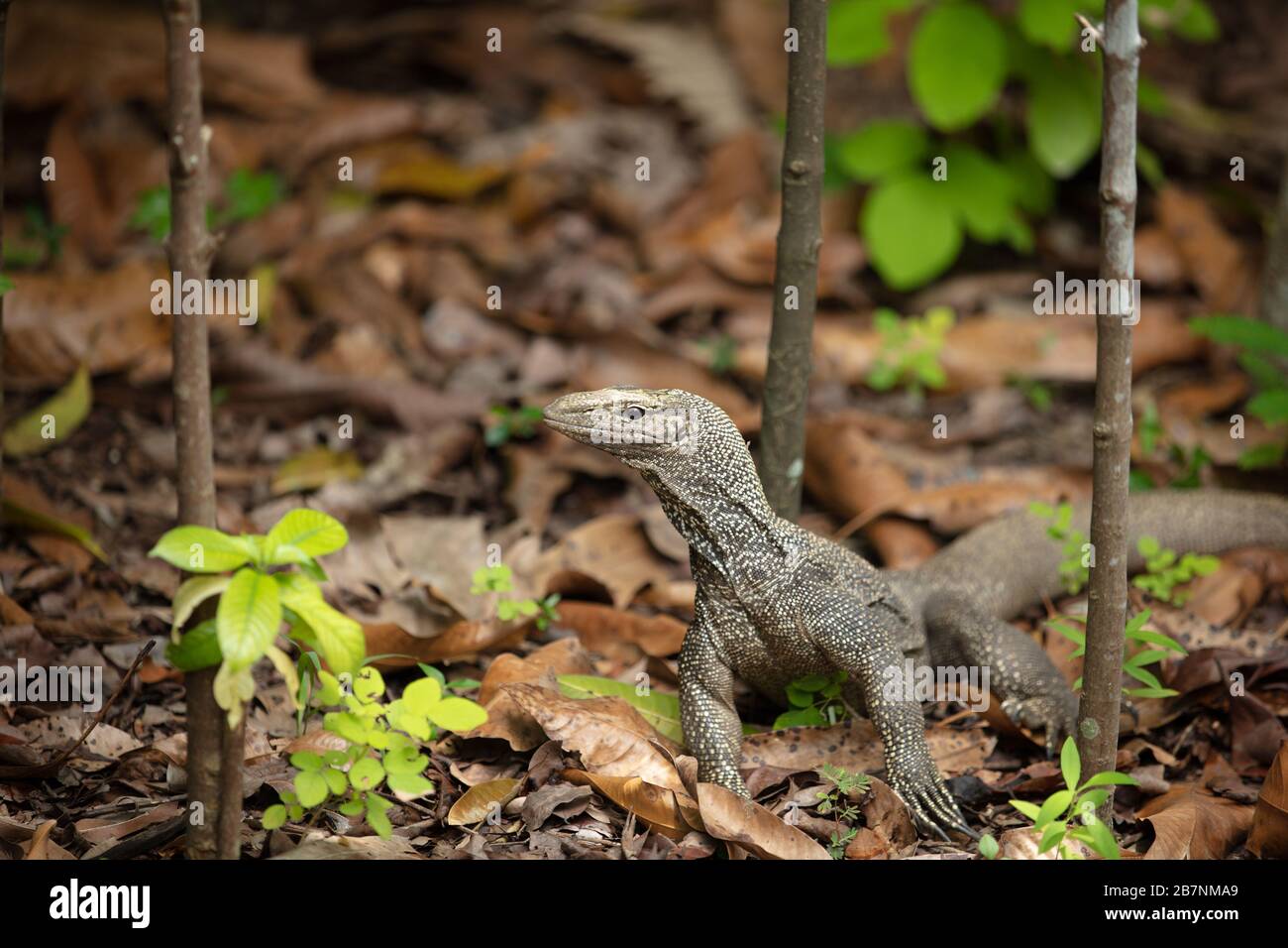 Monitor Lizard nuvolato visto nei Giardini Botanici di Singapore. Foto Stock