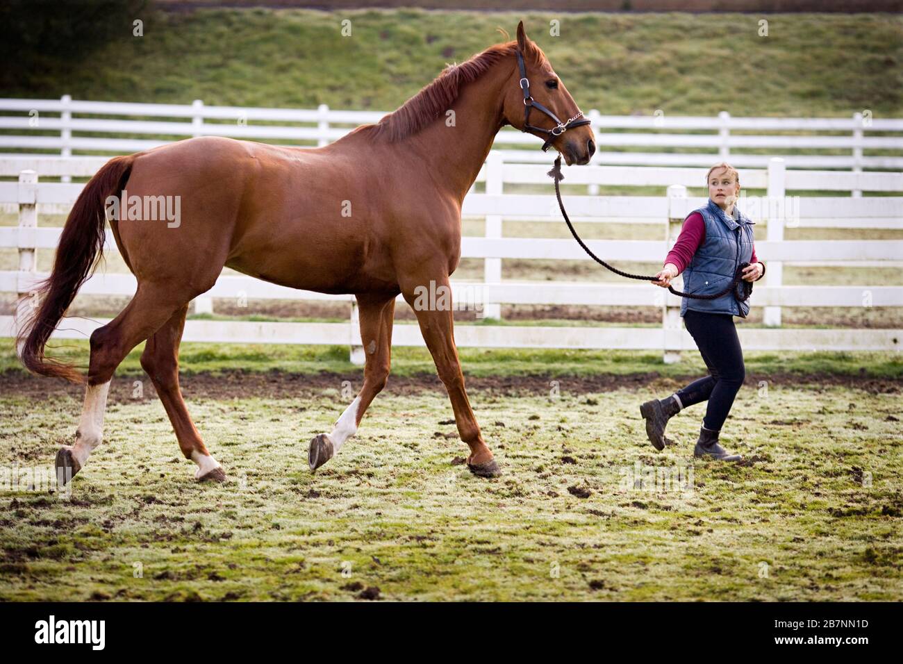 Giovane donna in esecuzione con il suo cavallo marrone in un paddock. Foto Stock