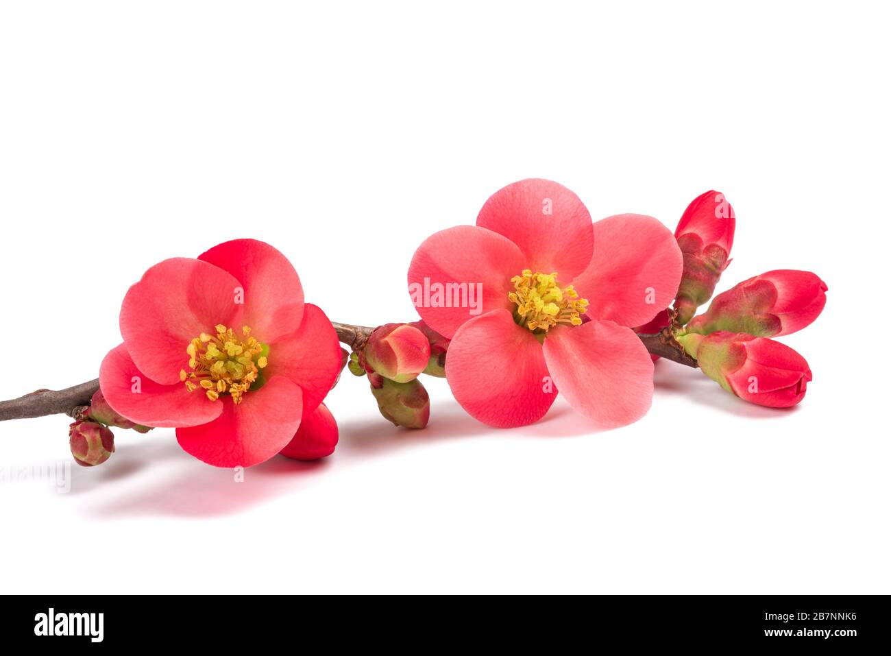 Chaenomeles speciosa fiori isolati su sfondo bianco Foto Stock