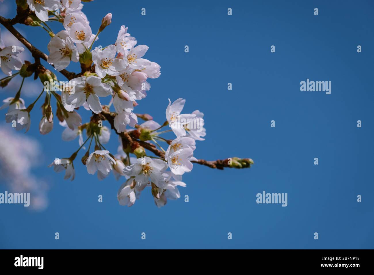 Kersenbloesempark traduzione parco dei fiori ci sono 400 alberi di ciliegio  in Amsterdam Bos, in primavera si può godere la bella fioritura dei ciliegi  Foto stock - Alamy