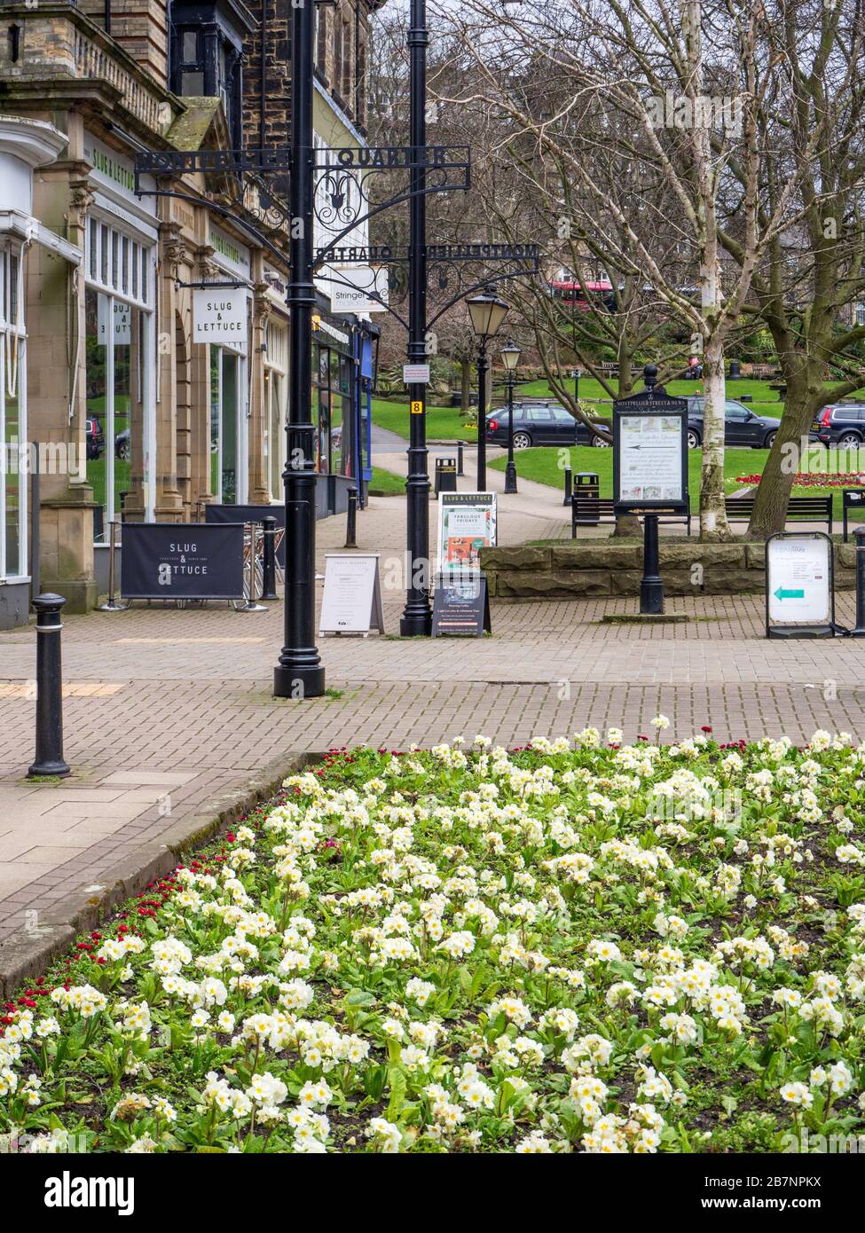 Fiori primaverili nel Montpelier Quarter Harrogate North Yorkshire Inghilterra Foto Stock