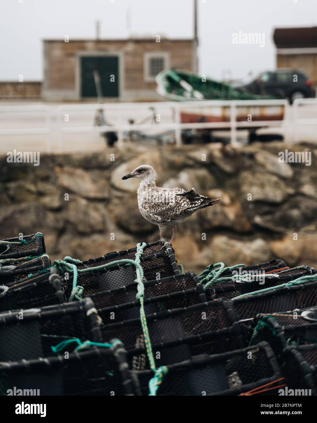 Gabbiano sopra le reti da pesca nel villaggio di pescatori nel nord della spagna Foto Stock