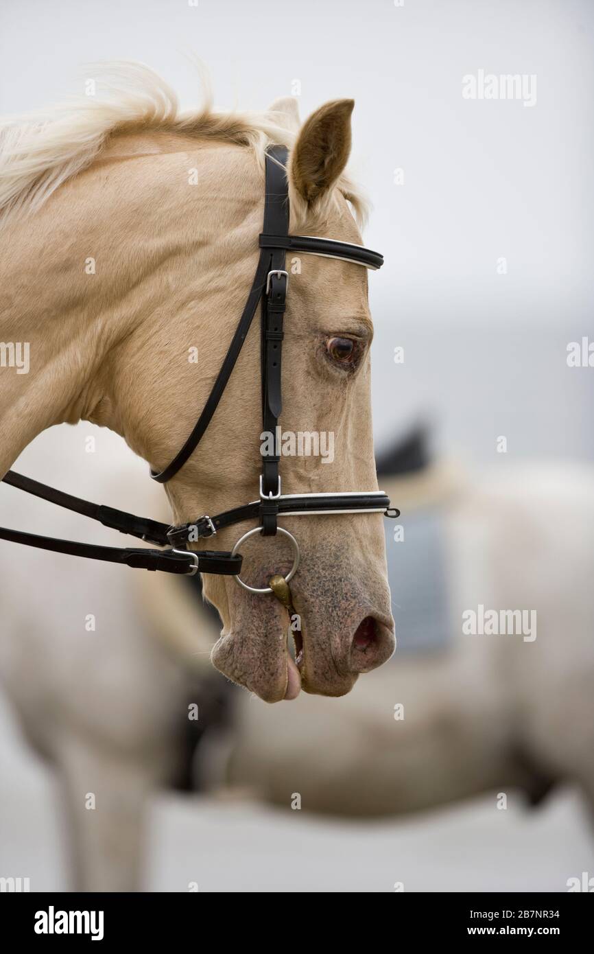 Ritratto di un cavallo bianco. Foto Stock