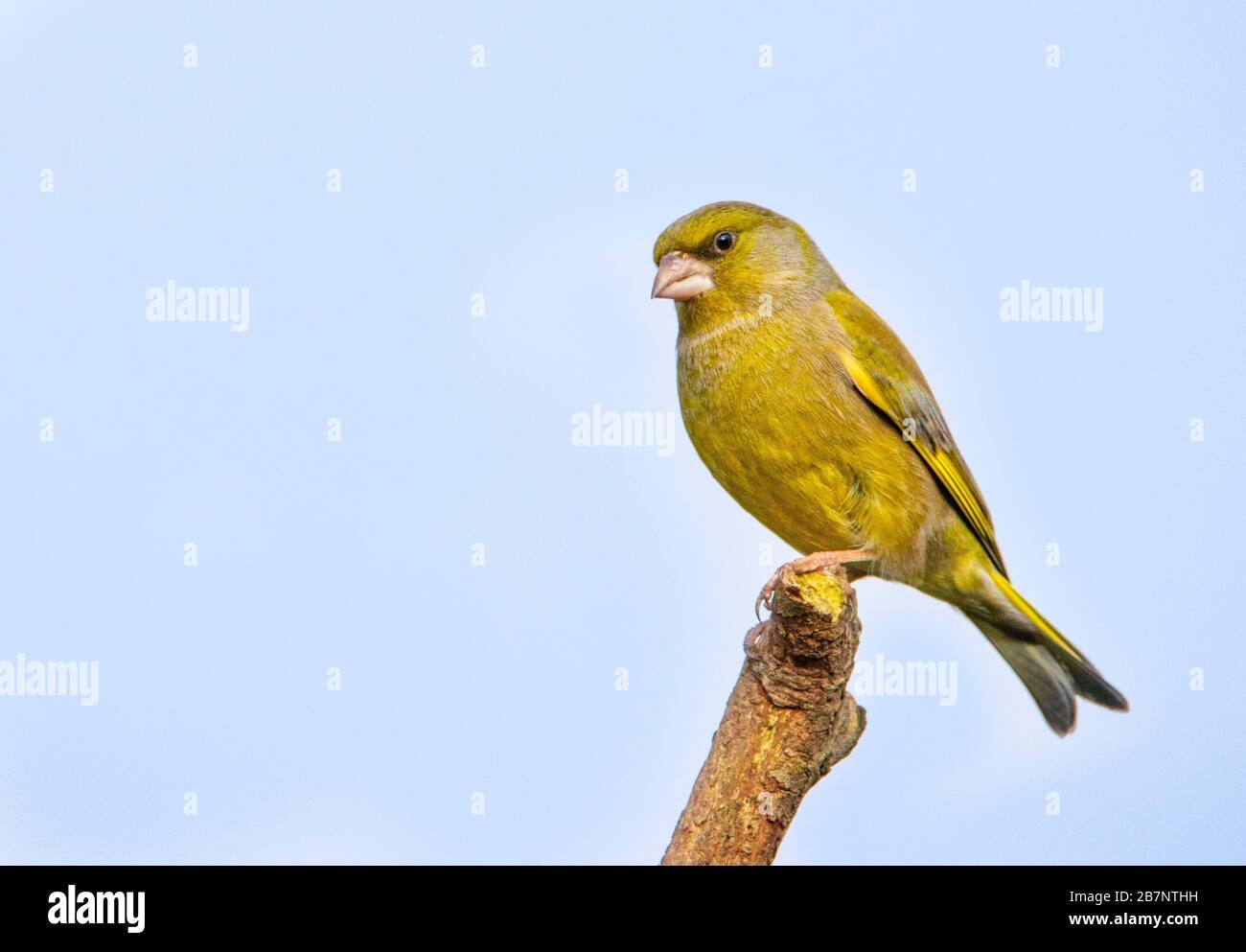 Verdeggiante, Chloris Chloris, sorprendente uccello selvatico arroccato in un Giardino britannico Foto Stock