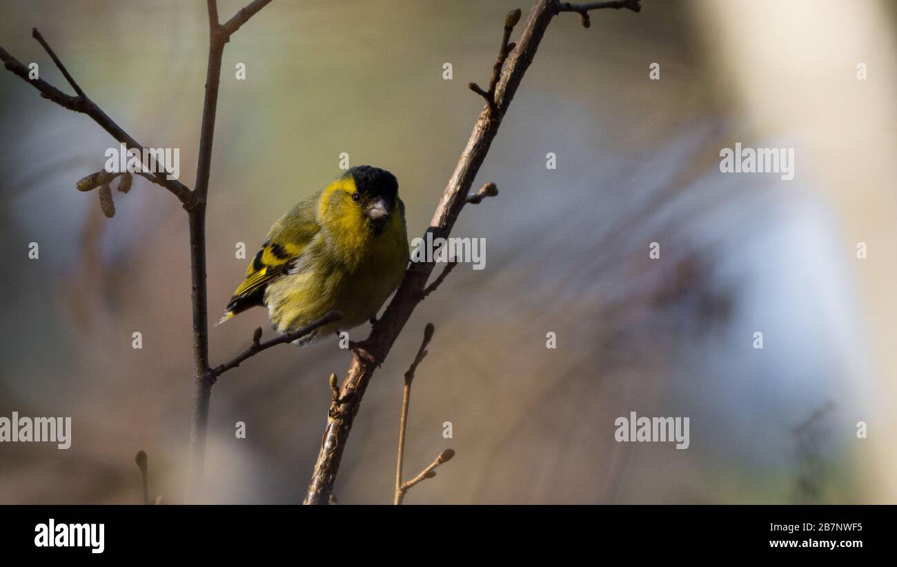 Carduelis spinus Foto Stock