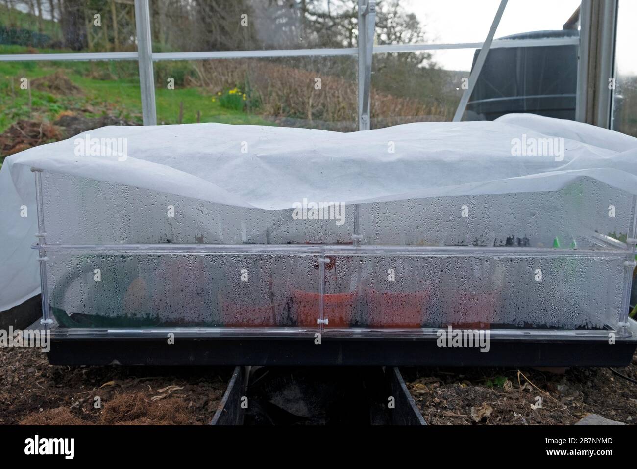Semi che si propagano all'interno di una serra in una scatola di vassoio di propagatore coperta di vello di giardinaggio per proteggere dal freddo in primavera Galles UK KATHY DEWITT Foto Stock