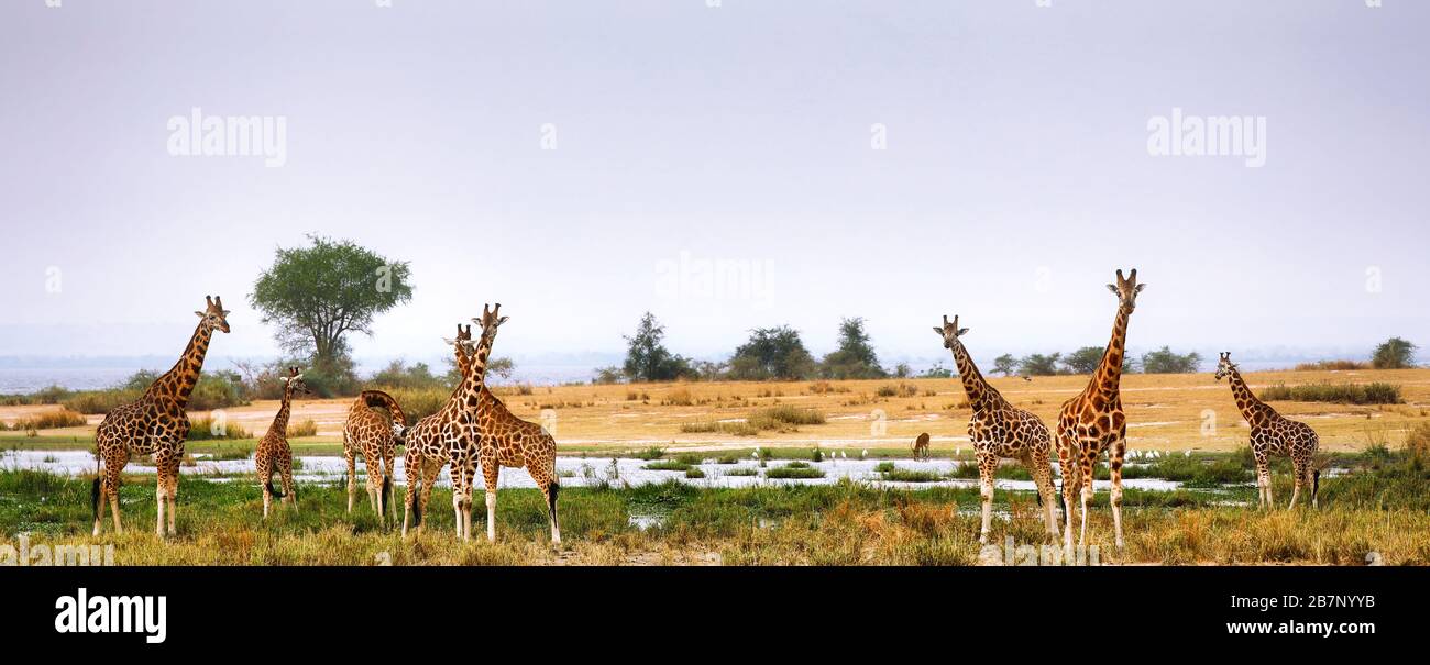 Giraffa ugandese al lago Albert, Murchison Falls Uganda Foto Stock