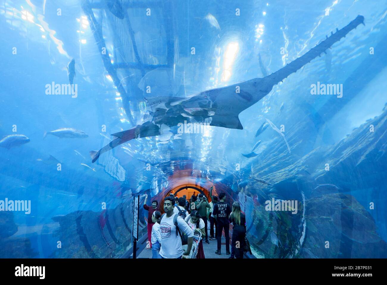 DUBAI, EMIRATI ARABI UNITI - 21 NOVEMBRE 2019: Tunnel dell'Acquario di Dubai con persone e turisti, vista a basso angolo del pesce segato Foto Stock
