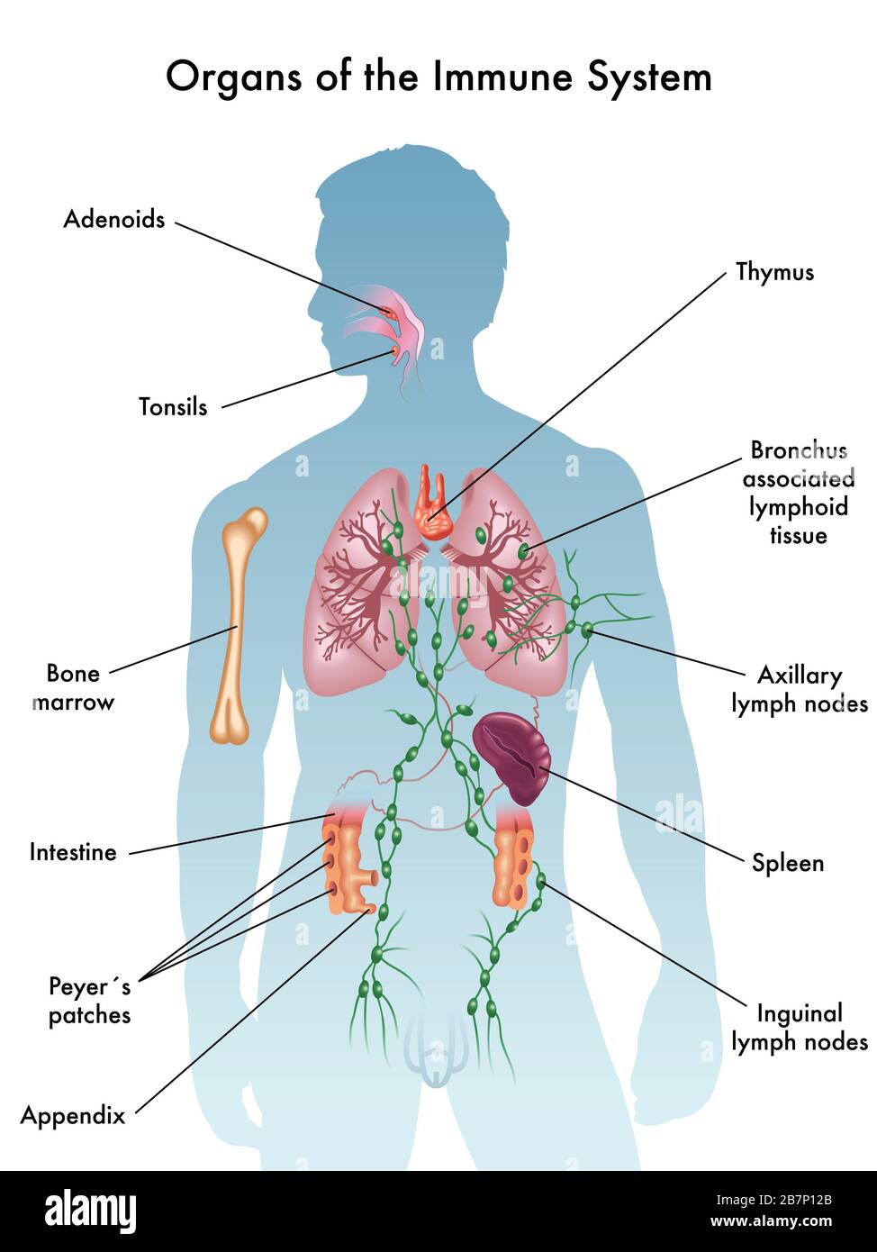 illustrazione medica degli organi del sistema immunitario Foto Stock