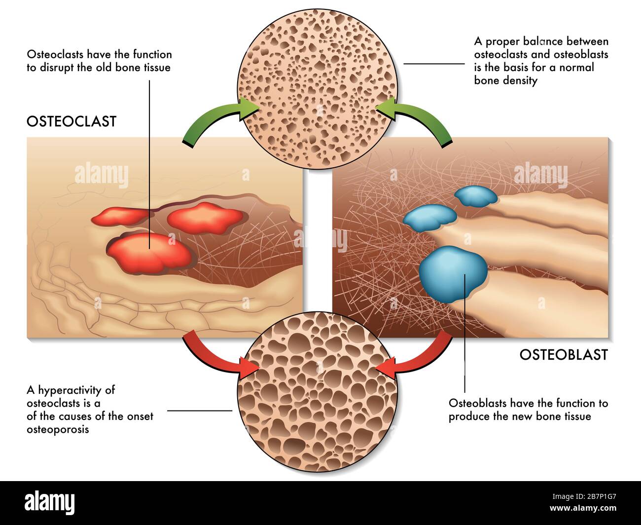 Illustrazione medica della funzione degli osteoblasti e degli osteoclasti nella rigenerazione della massa ossea. Foto Stock