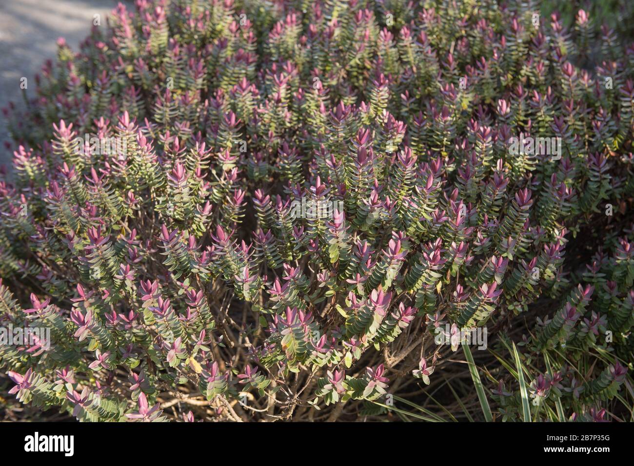 Inverno Foliage di un Evergreen Hebe 'Super Red' arbusto in un Country Cottage Garden in Devon Rurale, Inghilterra, Regno Unito Foto Stock