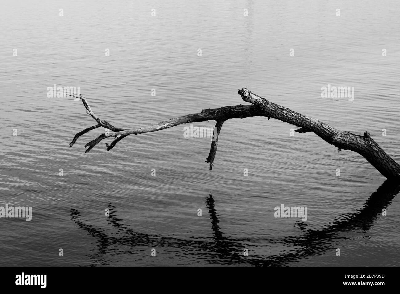 Un grande ramo di albero caduto che si erge sopra l'acqua di un lago in bianco e nero, Lago Morii, Bucarest, Romania Foto Stock