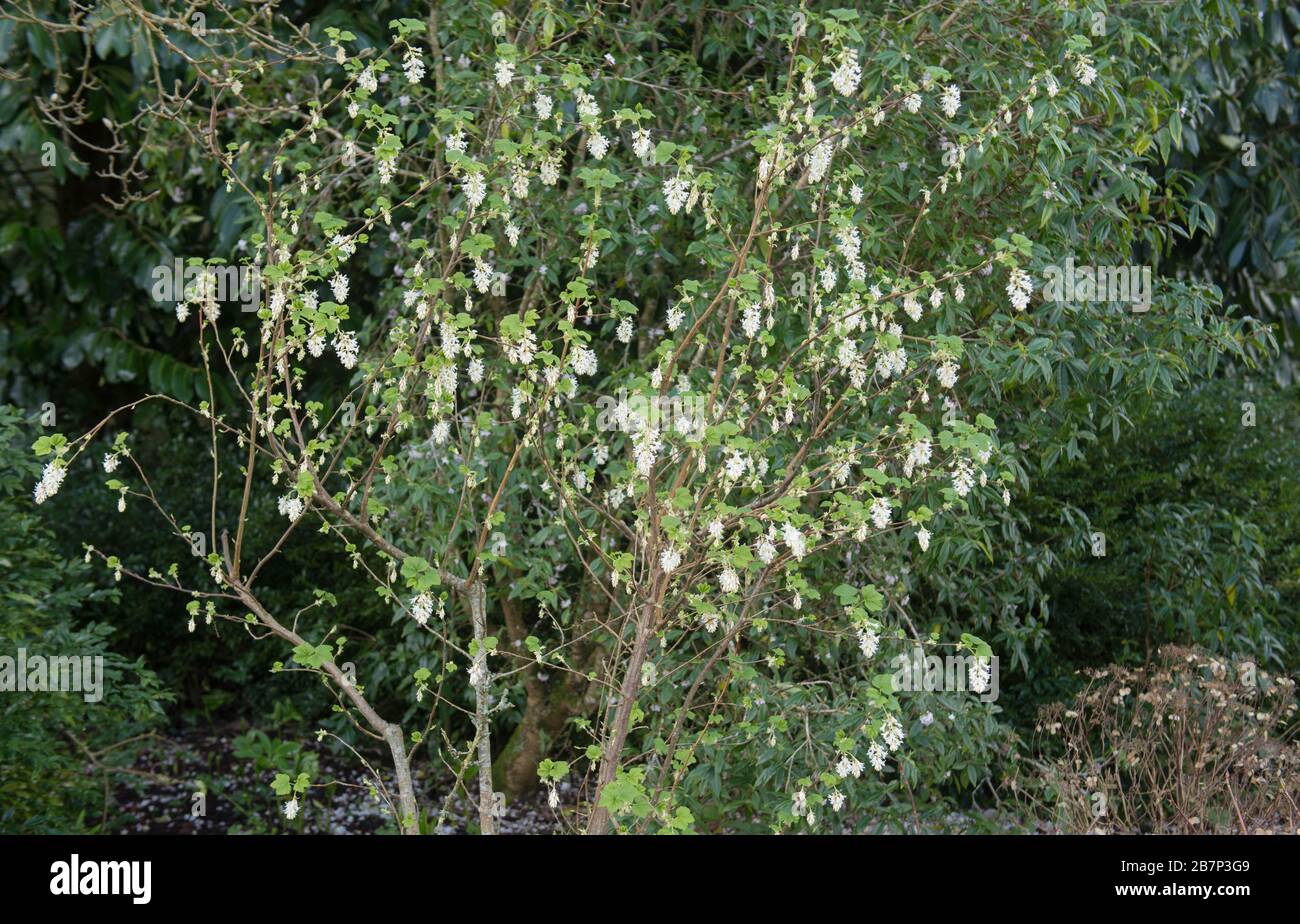 Foliage primaverile e fiori bianchi di arbusto di curry fiorito deciduo (Ribes sanguineum 'Elkington's White') che cresce in un giardino a Devon, Inghilterra, Regno Unito Foto Stock