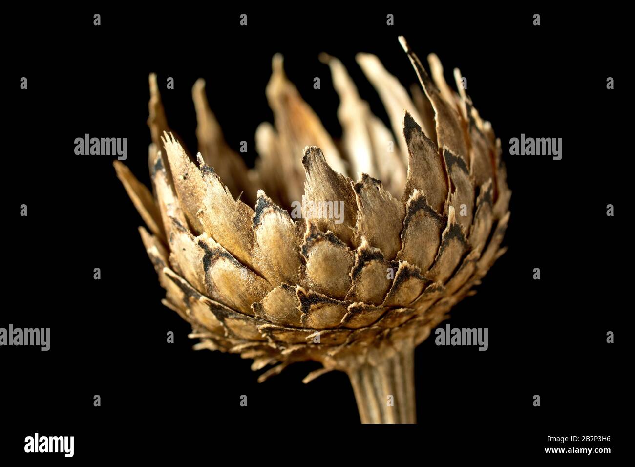 Ancora vita di un baccello di semi di Knapweed (centaurea scapiosa) parzialmente aperto e vuoto su uno sfondo nero, che mostra i dettagli delle bratte scottanti. Foto Stock
