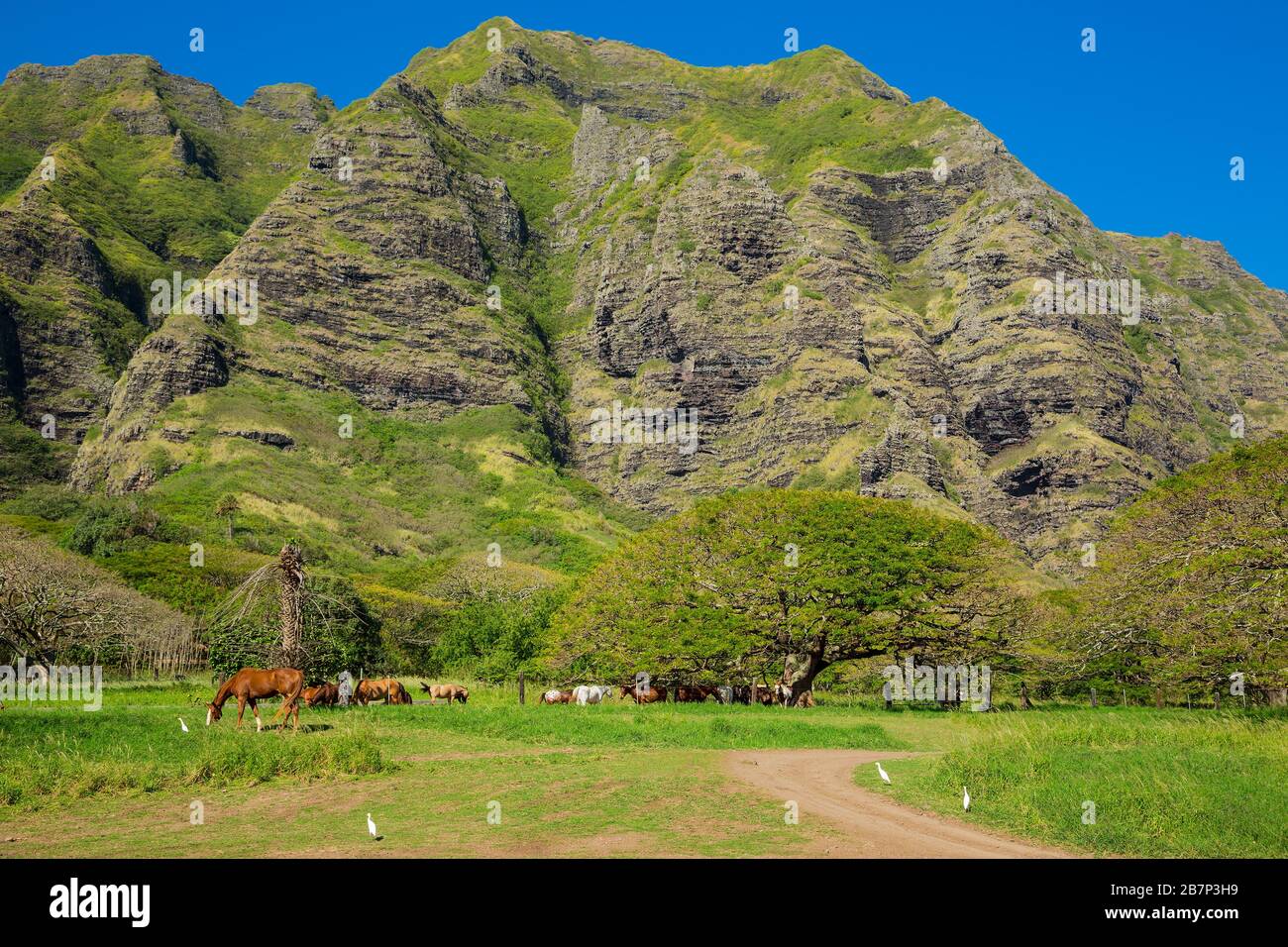 Kualoa rach in Hawaii con cavalli e montagna Foto Stock