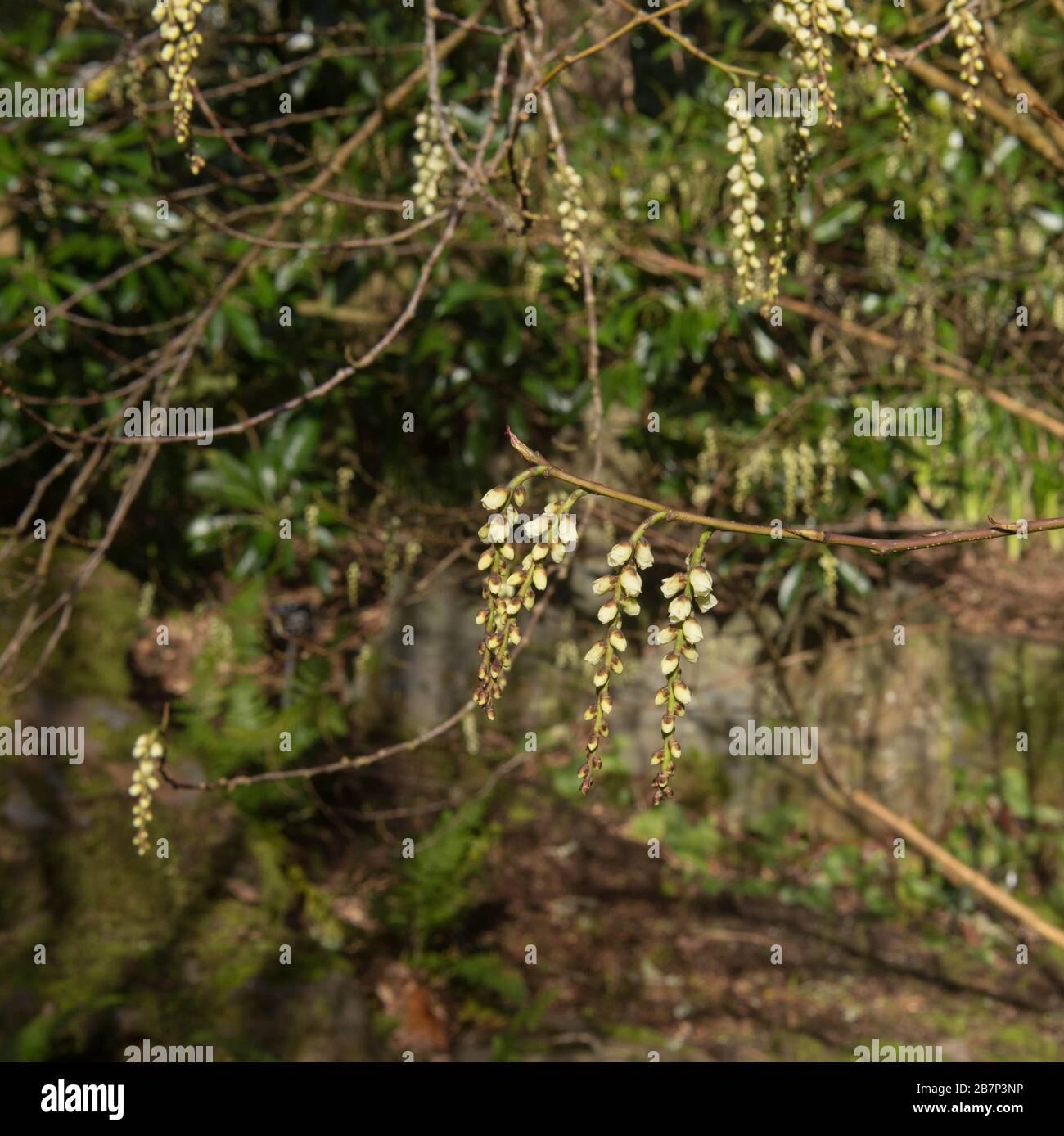 Inverno fioritura decidua arbusto di Stachyurus iniziale (Stachyurus praecox var. Matsuzakii 'Issai') che cresce in un giardino in Devon Rurale, Inghilterra, Regno Unito Foto Stock