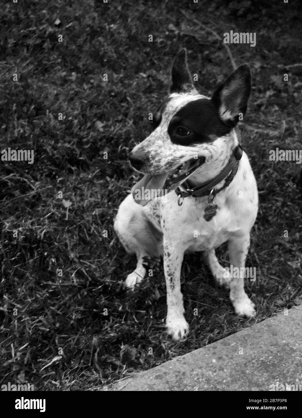 Cane bianco e nero seduto, foto in bianco e nero Foto Stock