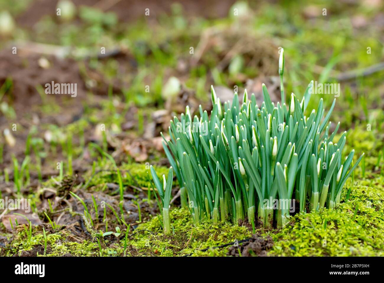 Racchette da neve (galanthus nivalis), primo piano di un grappolo di piante ancora in germoglio che crescono su un'area ruvida di terreno boschivo. Foto Stock
