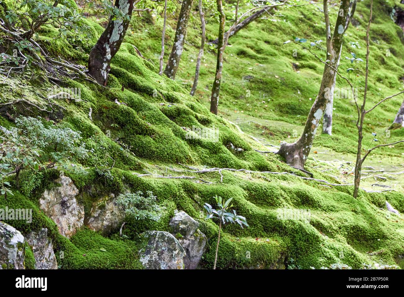 Lato della collina coperto di muschio Foto Stock