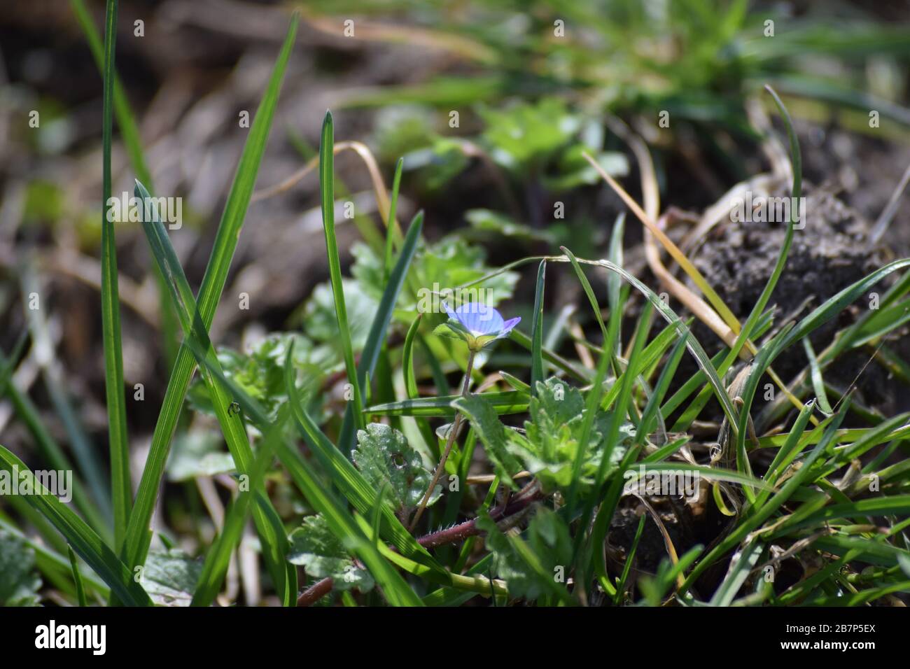 Persian speedwell su un prato Foto Stock