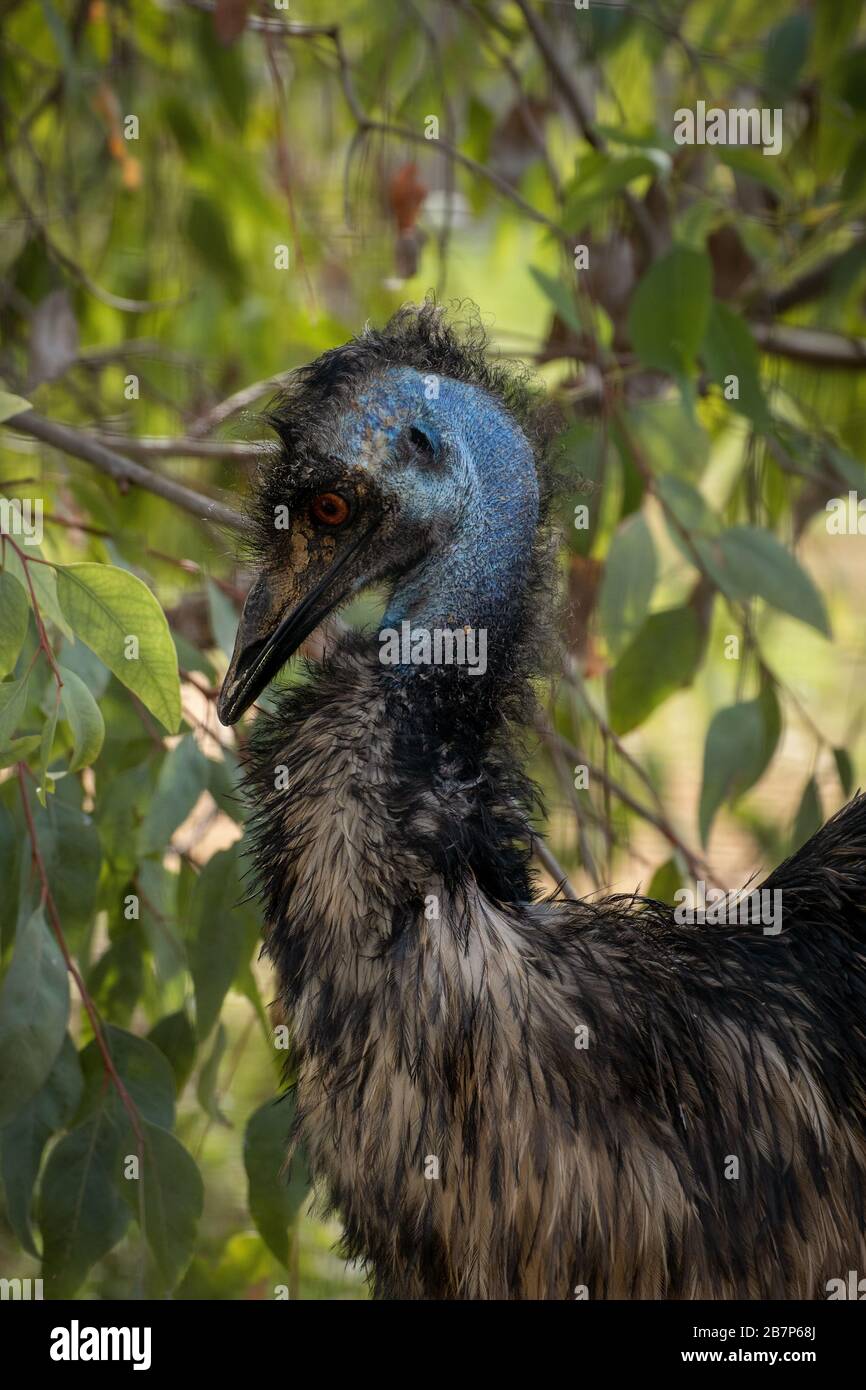 Ritratto del viso e del collo di un emu al tramonto Foto Stock