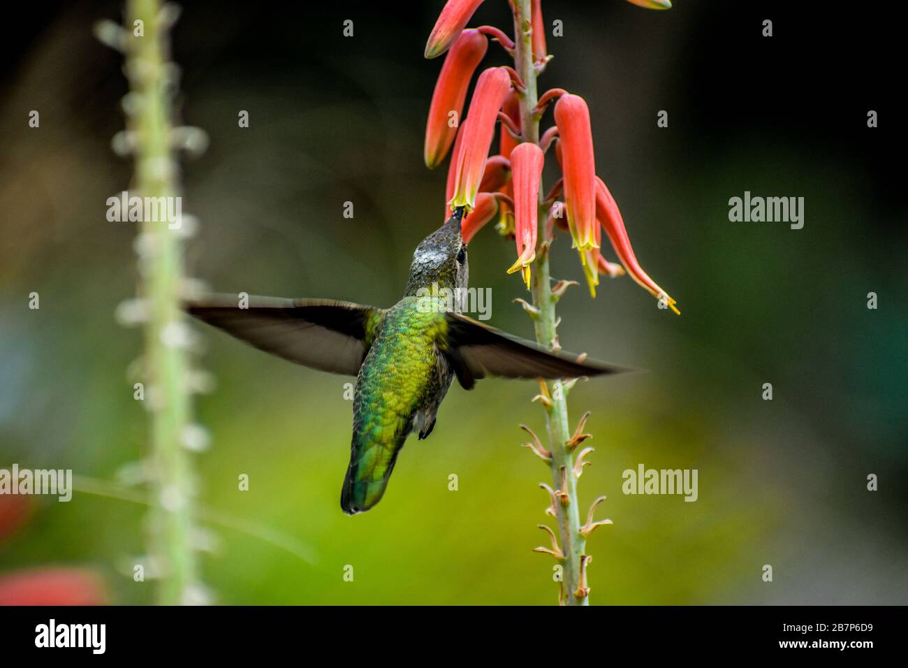 Hummingbird sorseggia il fiore Foto Stock
