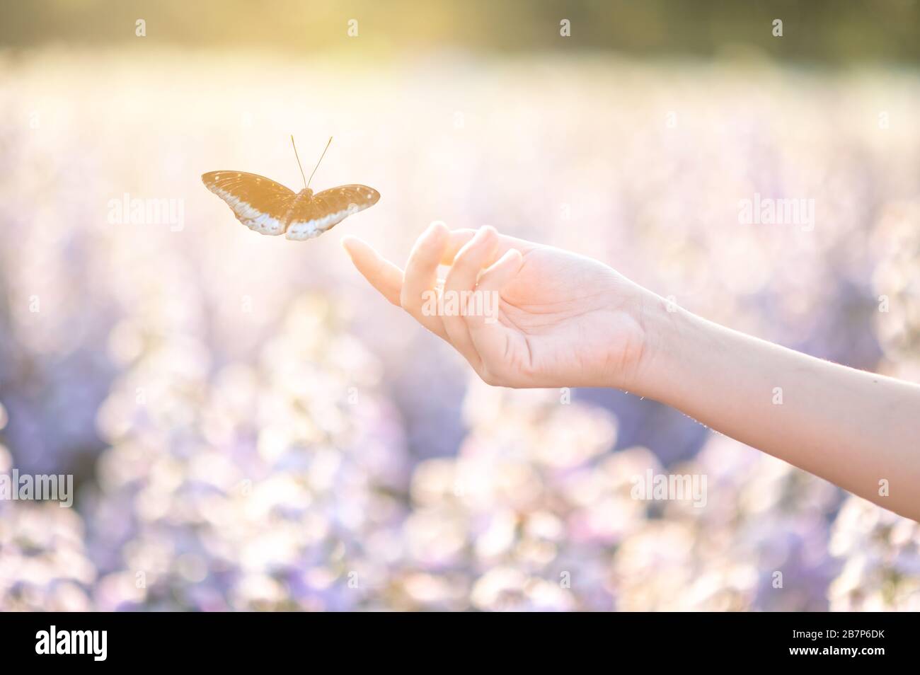 La ragazza si libera la farfalla dal vaso del frullatore, golden blue momento concetto di libertà Foto Stock