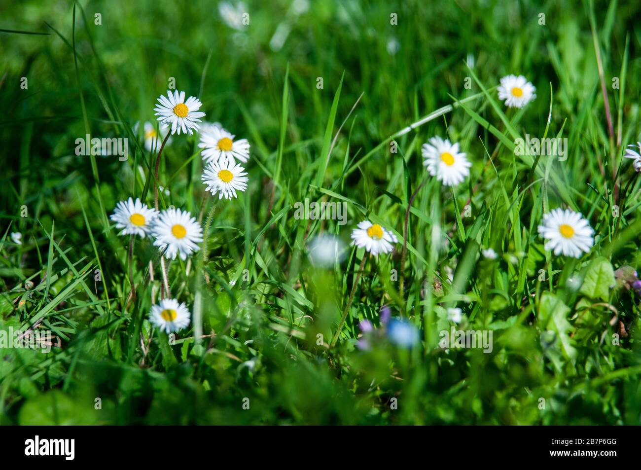 Primavera in Toscana: Alberi che mandano germogli e fiori selvatici. Foto Stock