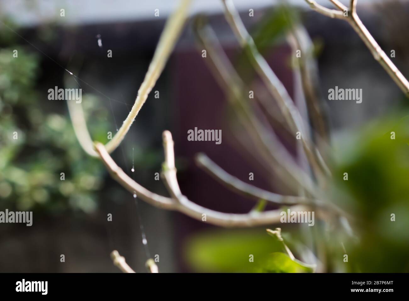 Primo piano dello stelo della pianta visto con morbida sfocatura artistica Foto Stock