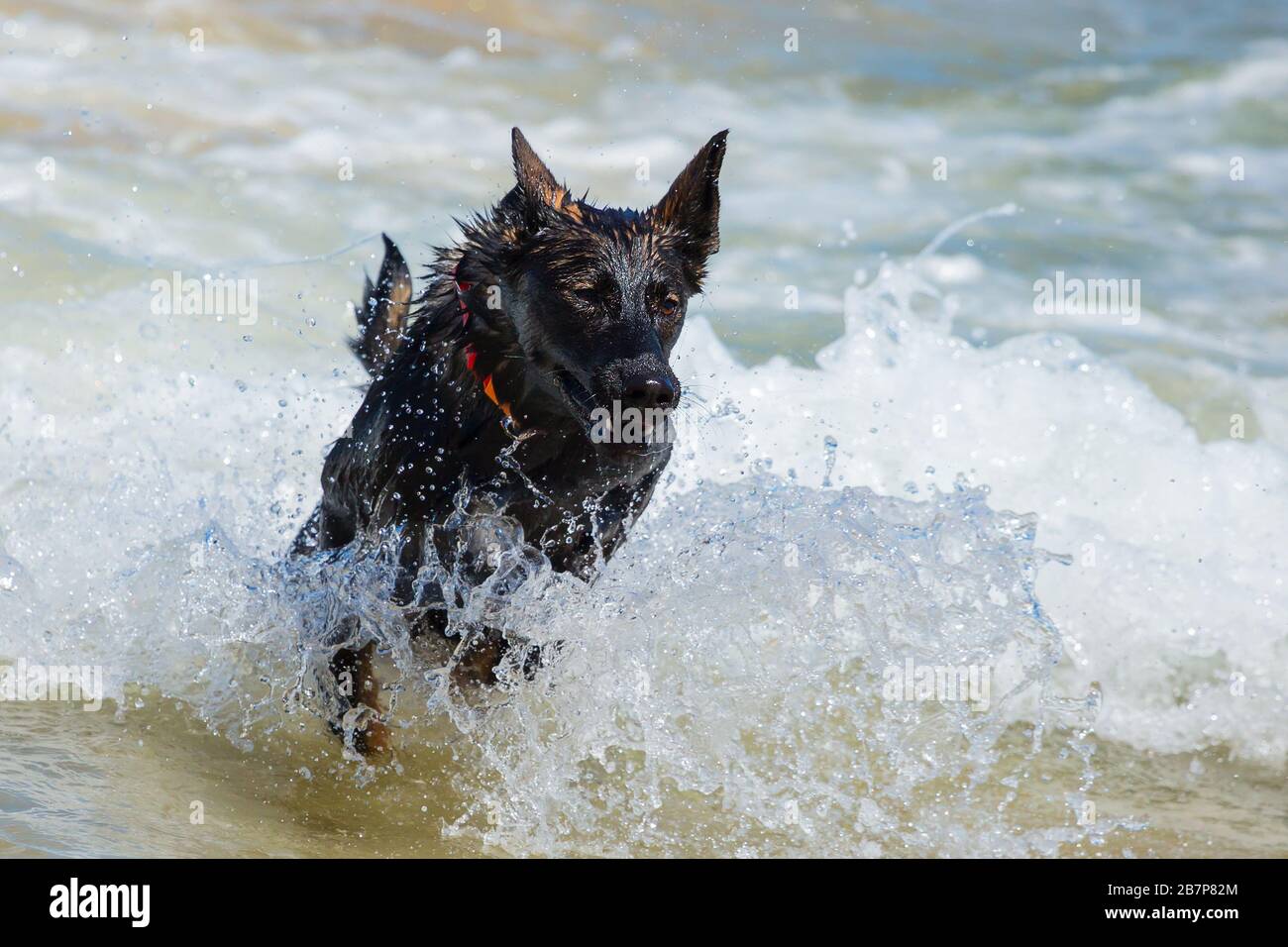 Pastore tedesco nero che corre su una spiaggia Foto Stock