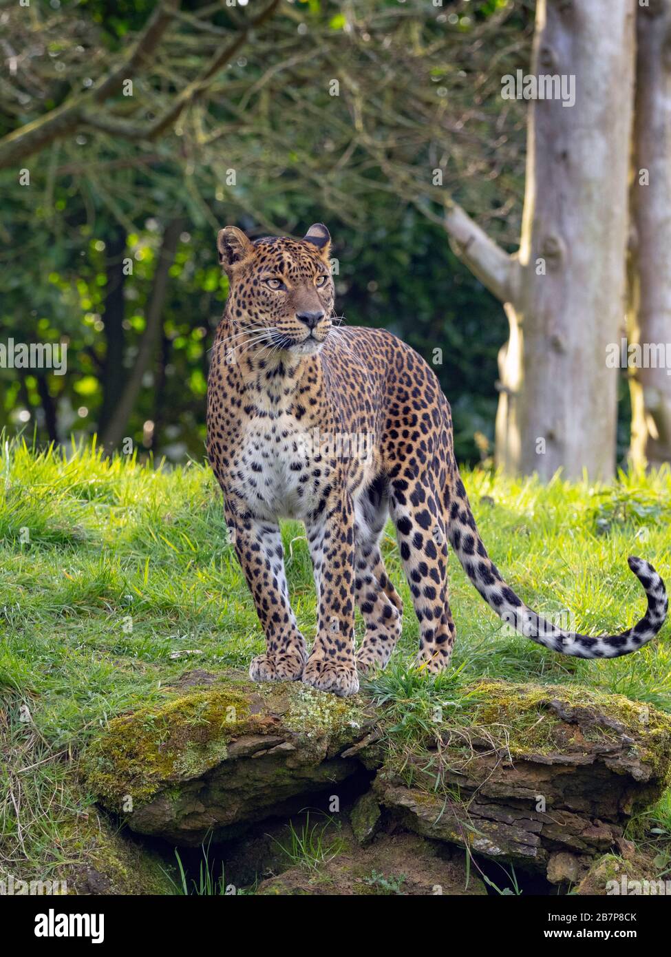 Sri Lanka leopardo Panthera pardus kotiya. Foto Stock