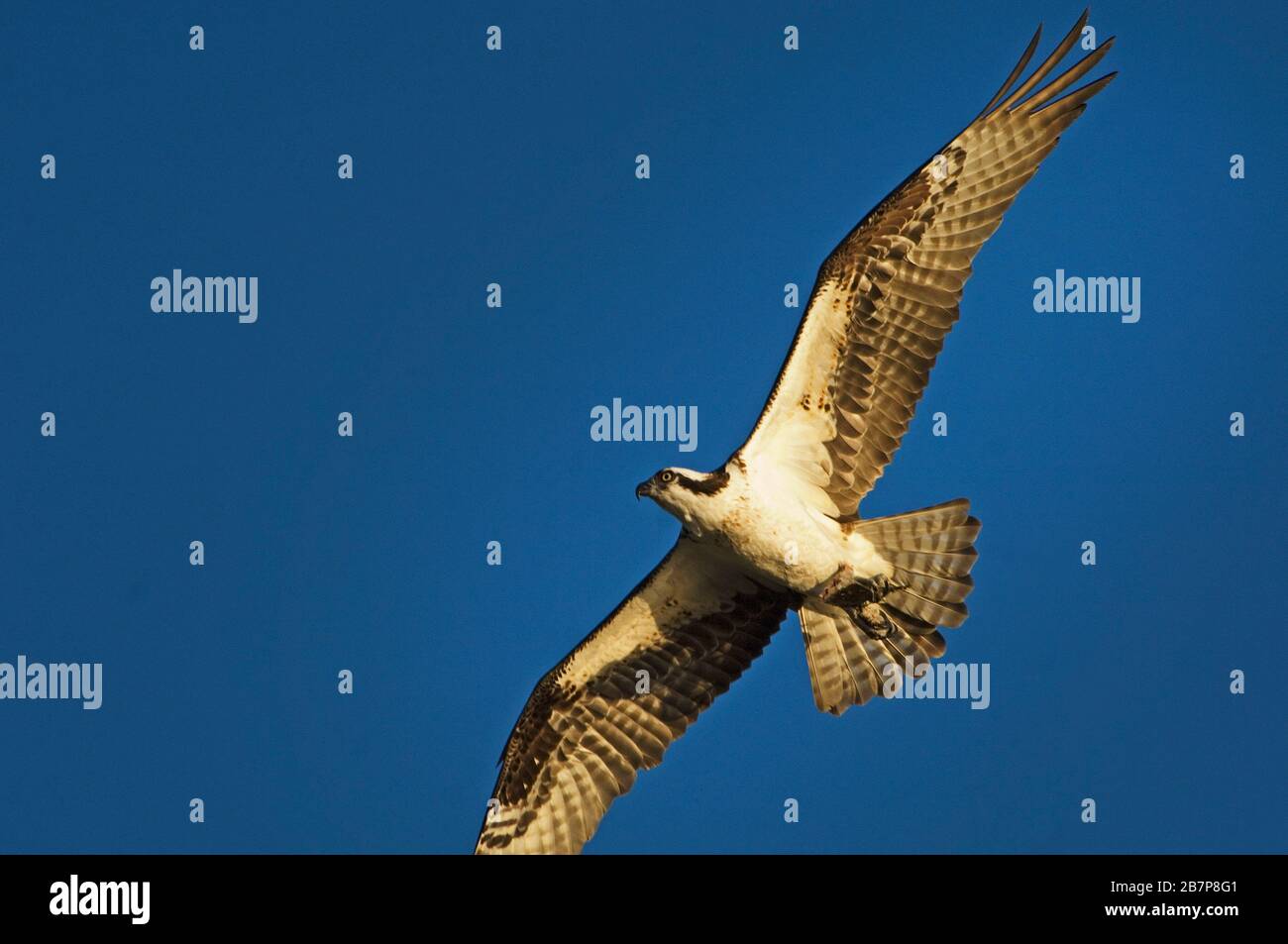 Volo di Osprey da vicino Foto Stock