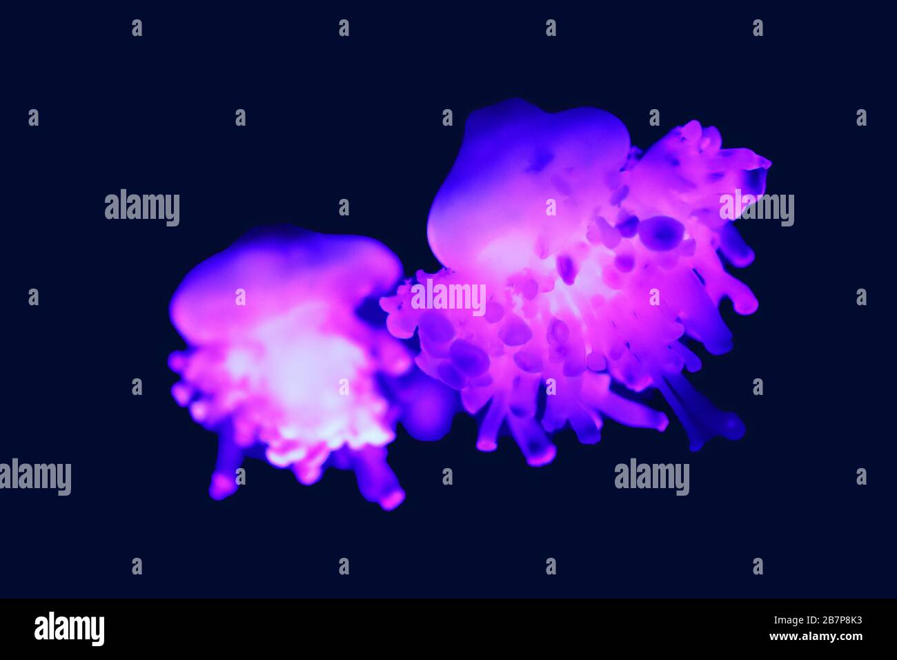 La medusa di Cassiopea è un genere di meduse e gli unici membri della famiglia Cassiopeidae Foto Stock