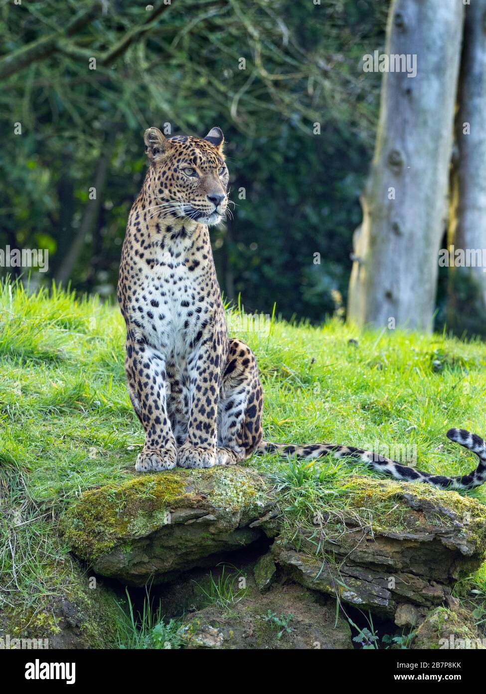 Sri Lanka leopardo Panthera pardus kotiya. Foto Stock
