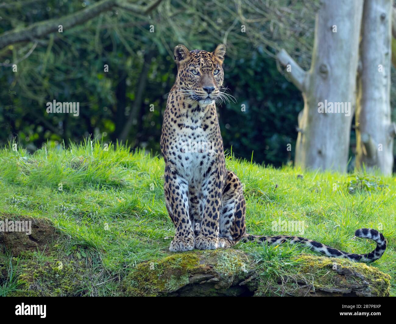 Sri Lanka leopardo Panthera pardus kotiya. Foto Stock
