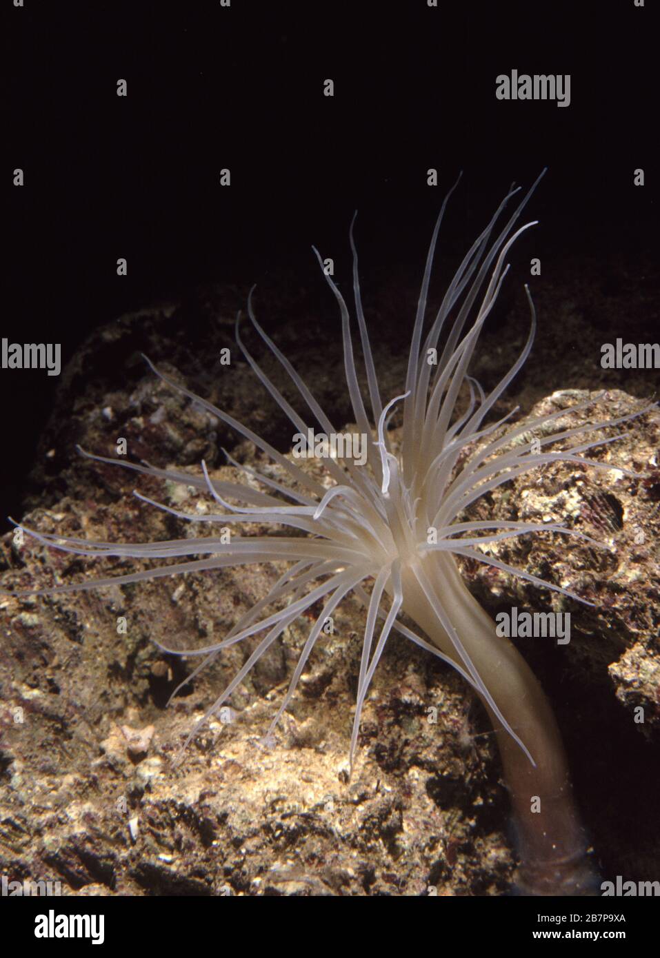 Celenterati, Cnidaria, Antozoi, Esacoralli, Ceriantharia, cerianti, mediterraneo, Cerianthus viridis Foto Stock