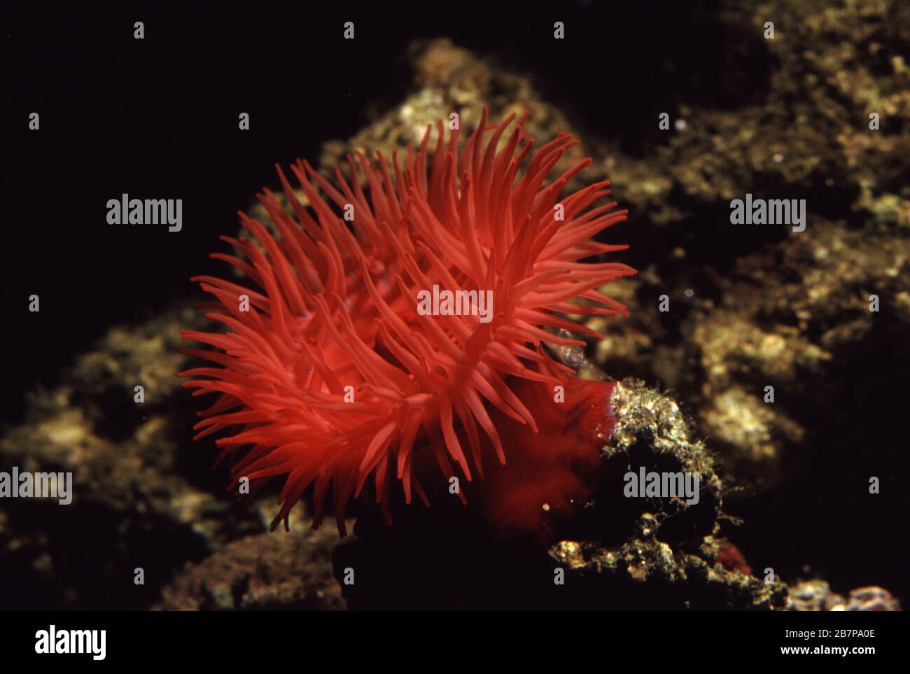 Pomodoro di mare, Actinia equina, attinia, Celenterati, Cnidaria, Antozoi, Esacoralli, Actiniaria, Attiniari, mediterraneo, Fauna intertidale Foto Stock