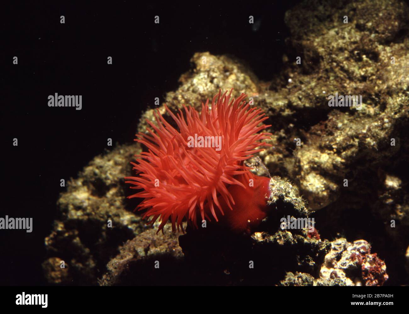 Pomodoro di mare, Actinia equina, Attinia, Celeterati, Cnidaria, Antozoi, Esacoralli, Actiniaria, Attiniari, mediterraneo, Fauna intertidale, Actini Foto Stock
