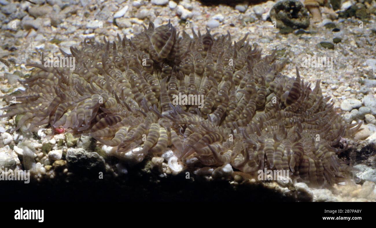 Anemone di mare con perline rosse, crocifisso di Phymanthus Foto Stock