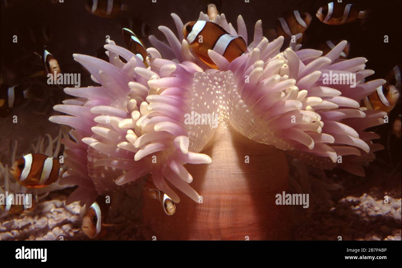 Sebae anemone (Heteractis crispa) e i suoi anemoni simbiotici Foto Stock