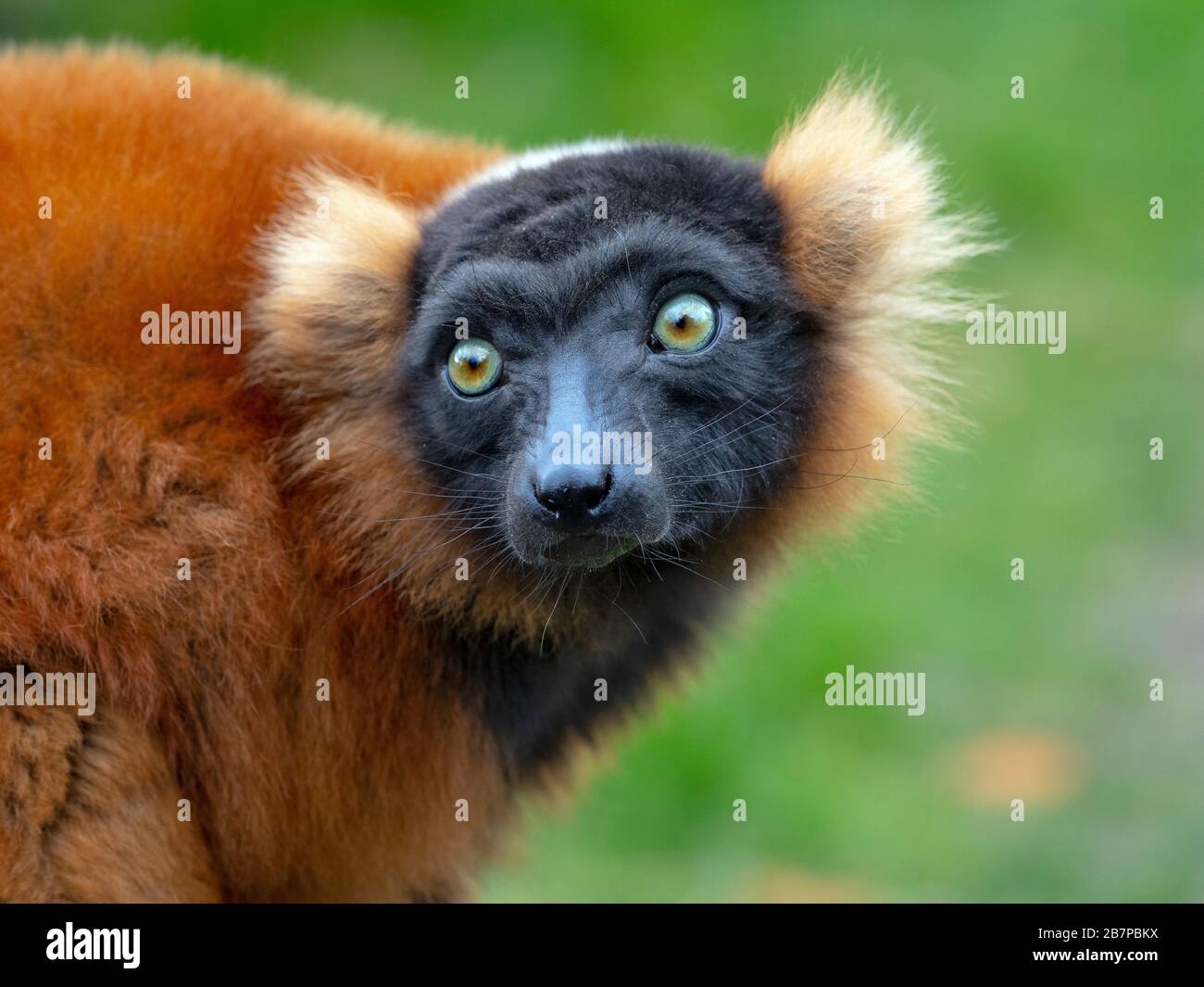 Rosso-lemure ruffed Varecia rubra Captive ritratto Foto Stock