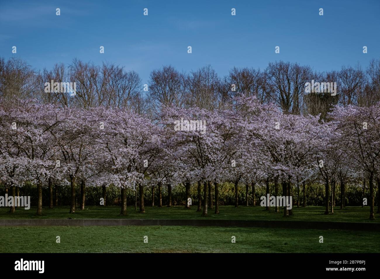 Kersenbloesempark traduzione parco dei fiori ci sono 400 alberi di ciliegio in Amsterdam Bos, in primavera si può godere la bella fioritura dei ciliegi Foto Stock
