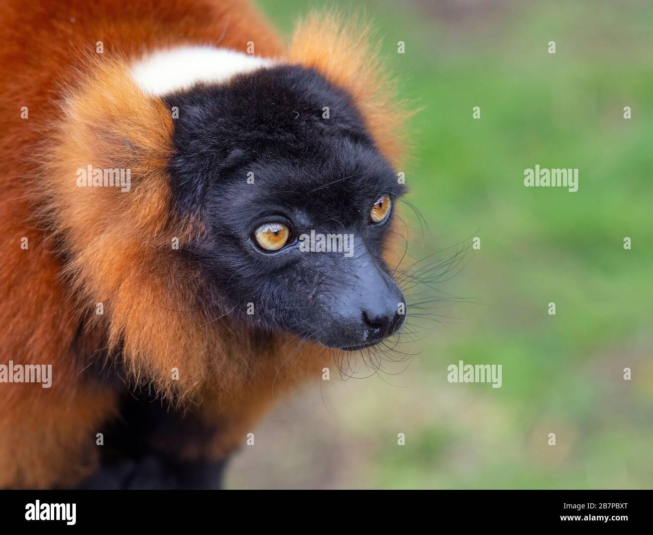 Rosso-lemure ruffed Varecia rubra Captive ritratto Foto Stock