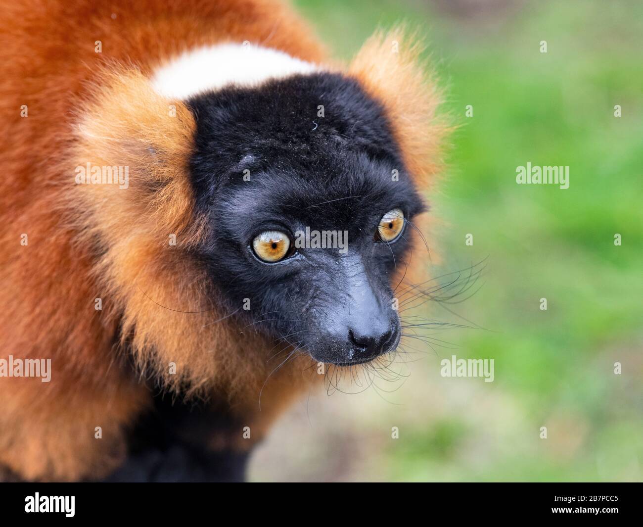 Rosso-lemure ruffed Varecia rubra Captive ritratto Foto Stock